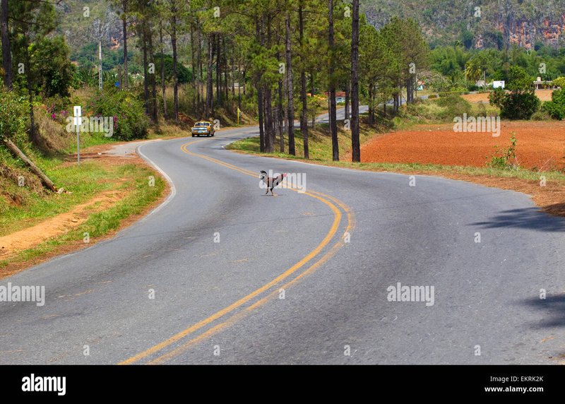 Chicken road españa - Descubre el Intrigante Juego de la Carretera de los Pollos en España en Línea