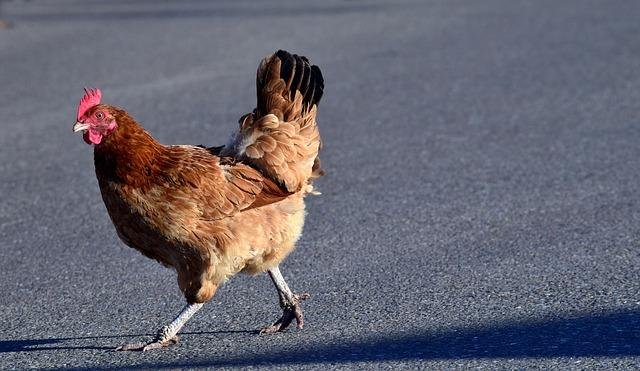 Ontdek De Exotische Wereld van Chicken Road in Het Nederlands Online Casino